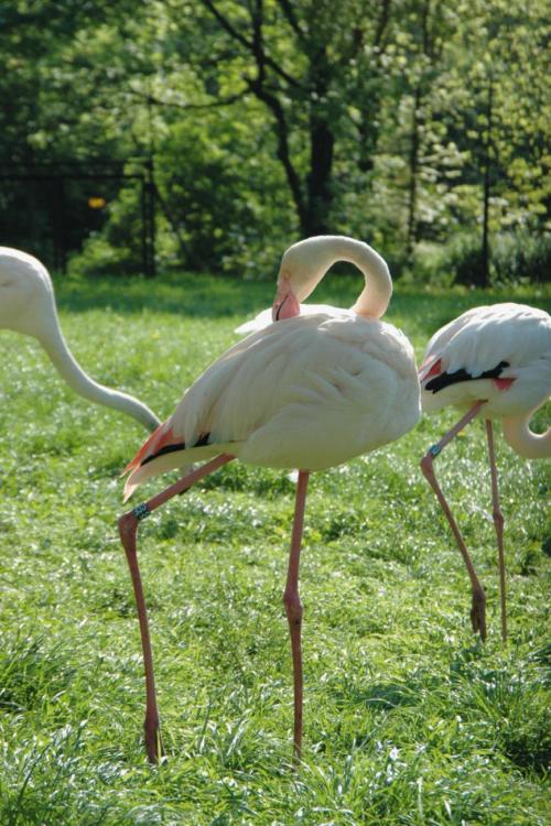 2009 Flamingo