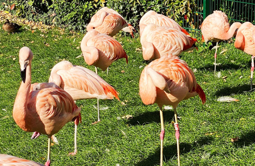 Berg Zoo Halle Flamingos