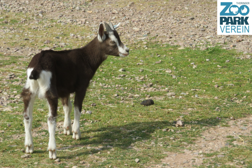 Nachwuchs bei den Ziegen